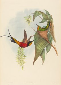 トパーズ ピラ (フェアリー トパーズ) 作： John Gould and H.C. Richter