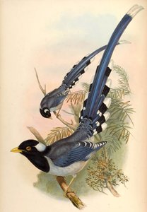 黄色請求青カササギUrocissa flavirostris（ブライス） 作： John Gould and Henry C. Richter