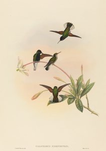 Callipharus nigriventris (クロハラハチドリ) 作： John Gould and W. Hart