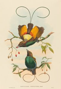 Diphyllodes chrysoptera (壮大な極楽鳥)