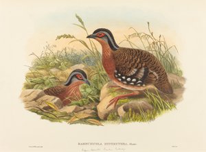 赤毛のタケヤマウズラ (Bambusicola Hyperythra) 作： John Gould and W. Hart
