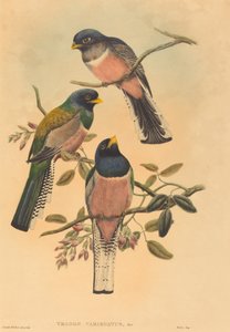 トロガン・バリエガタス 作： John Gould and W. Hart