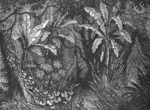 ブッシュ、c1880 作： John Greenaway