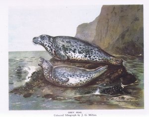 グレイシール、イギリスの自然、コリンズ発行、1946 作： John Guille Millais