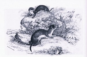 アナグマの研究、イギリスの自然（Collins社刊 作： John Guille Millais