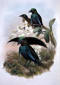 Lophornina - 極上の楽園の鳥（カラーリトグラフ 作： John and Hart William (after) Gould