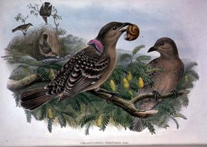 Chlamydera Orientalis（カラーリトグラフ 作： John and Hart William Gould