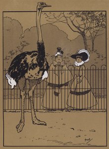 ダチョウの羽 (カラーリソ) 作： John Hassall
