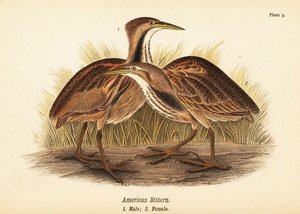 アメリカニガリ（Botaurus lentiginosus）、オス1、メス2 作： John James (after) Audubon