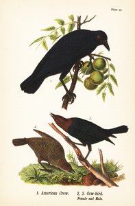 アメリカン・カラス（Corvus brachyrhynchos）1、ヒヨドリ（Molothrus ater）雌2、雄3 作： John James (after) Audubon
