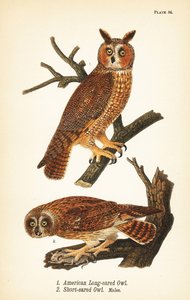 アメリカの長耳フクロウ（Asio otus 1）と獲物を持った小耳フクロウ（Asio flammeus 2）のオス。