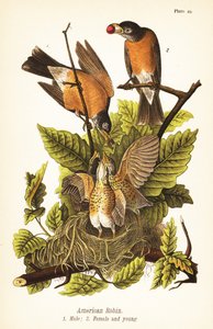 アメリカン・ロビン（Turdus migratorius）、オス1、メス2と巣の中の子供