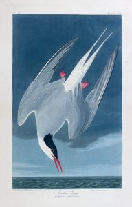 キョクアジサシ、アメリカの鳥
