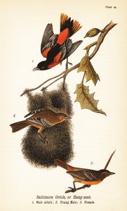 ボルチモア・オリオールまたはハングネスト、Icterus galbula