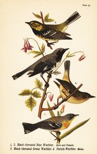 Black-throated blue warbler, Setophaga caerulescens 1,2, black-throated green warbler, Setophaga virens 3 and northern parula, Setophaga americana 4 作： John James (after) Audubon