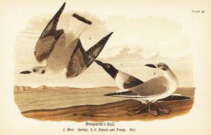 ボナパルトカモメ（Chroicocephalus philadelphia）秋羽の雄1、雌2、幼3 作： John James (after) Audubon