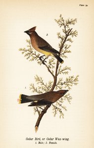 シダーロウイング（Bombycilla cedrorum シダーバードまたはシダーロウイング、オス1、メス2 作： John James (after) Audubon