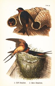 クリフツバメ（Petrochelidon pyrrhonota）1、オオツバメ（Hirundo rustica）2 作： John James (after) Audubon