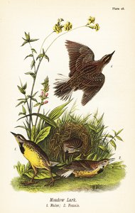 イースタン・メドウラーク（Sturnella magna 作： John James (after) Audubon