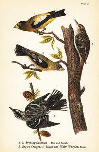 Evening Grosbeak, Coccothraustes vespertinus 1,2, brown creeper, Certhia americana 3, and black and white warbler, Mniotilta varia 4.