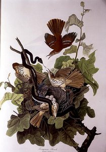 ロバート・ヘイヴル（1793-1878）の「Birds of America」より「Ferruginous Thrush」（カラー・エングレービング）。