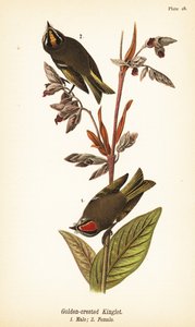 Golden-Crowned Kinglet (Regulus satrapa) 作： John James (after) Audubon