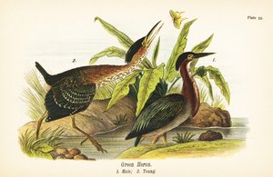 アオサギ（Butorides virescens）、オス1、ヤング2 作： John James (after) Audubon