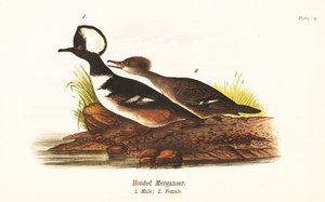 フーデッド・マーガンサー（Lophodytes cucullatus）、オス1、メス2 作： John James (after) Audubon