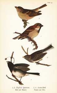 ハウス・スパロウ（Passer domesticus）、ダークアイド・ジャンコ（Junco hyemalis）。 作： John James (after) Audubon