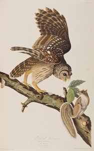 ジョン・ジェームズ・オーデュボンの「Birds of America」からのイラスト 作： John James (after) Audubon