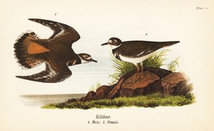 キルディアー（Charadrius vociferus）オス1、メス2 作： John James (after) Audubon