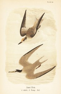 コアジサシ、Sternula antillarum、成体1、幼体、秋季羽毛2 作： John James (after) Audubon