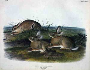 Lepus Artemesia（ミミズクウサギ）、John T. Bowen（1801-c.1856）が彫刻した「Quadrupeds of North America」のプレート88。
