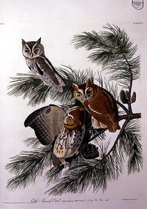 ロバート・ヘイヴル（1793-1878）による「アメリカの鳥」より「小鳥のフクロウ」（彩色画） 作： John James (after) Audubon