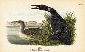 Loon, Gavia immer, 冬の若者1、大人2 作： John James (after) Audubon