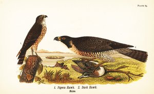 マーリン(Falco columbarius) 1、ハヤブサとカモ(Falco peregrinus) 2 作： John James (after) Audubon
