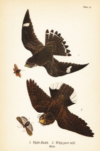 ナイトホーク（Chordeiles minor）1、イースタンホイップポアウィル（Antrostomus vociferus, whip-poor-will）2、オス 作： John James (after) Audubon