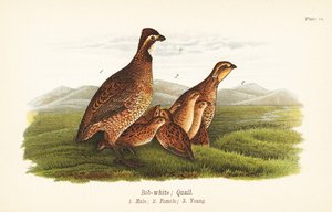 ノーザンボブホワイト（Colinus virginianus 作： John James (after) Audubon