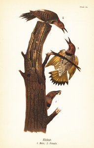 オオマシコ、Colaptes auratus