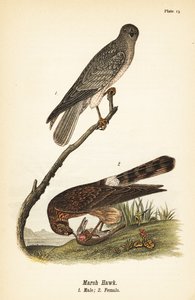 ノーザン・ハリアー（Circus hudsonius 作： John James (after) Audubon
