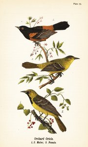オーチャードオリオール（Icterus spurius）、オス1,2、メス3