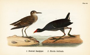 セイタカクチマガリ（Calidris melanotos）1、オオソリハシシギ（Gallinula galeata）2 作： John James (after) Audubon