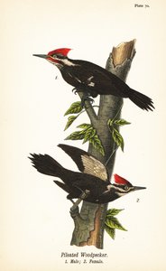 ピレイト・ウッドペッカー（Dryocopus pileatus）オス1、メス2 作： John James (after) Audubon