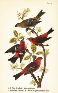 Pine grosbeak, Pinicola enucleator, 雄1, 雌2, American crossbill or red crossbill,
Loxia curvirostra 3, white-winged crossbill, Loxia leucoptera 4, オス