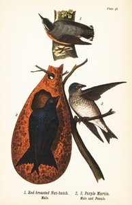 Red-breasted nuthatch (Sitta canadensis) 雄1、Purple martin (Progne subis) 雄2、雌3。 作： John James (after) Audubon