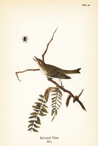 赤目のヴィレオ（Vireo olivaceus）、オス 作： John James (after) Audubon