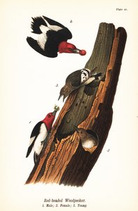アカゲラ（Melanerpes erythrocephalus）、オス1、メス2、ヤング3