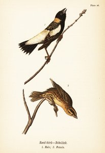 ヨシキリまたはコバンザメ、Dolichonyx oryzivorus、オス1、メス2 作： John James (after) Audubon