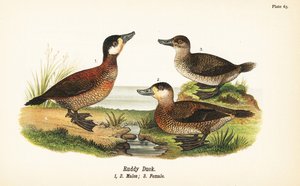 アカガモ、Oxyura jamaicensis、オス1、2、メス3 作： John James (after) Audubon