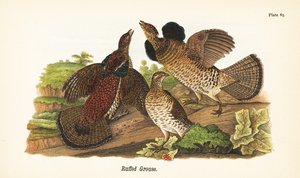 ラフェッドライチョウ（Bonasa umbellus